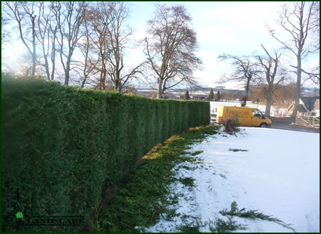 ilandscapestirlingsmallupdate7